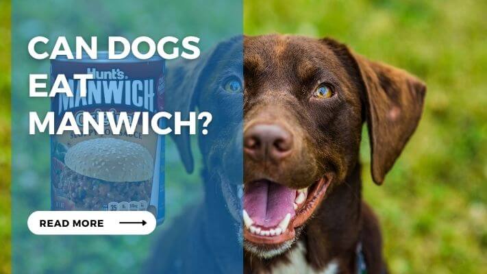 Can Dogs Eat Manwich