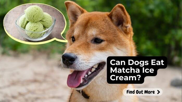 Can Dogs Eat Matcha Ice Cream