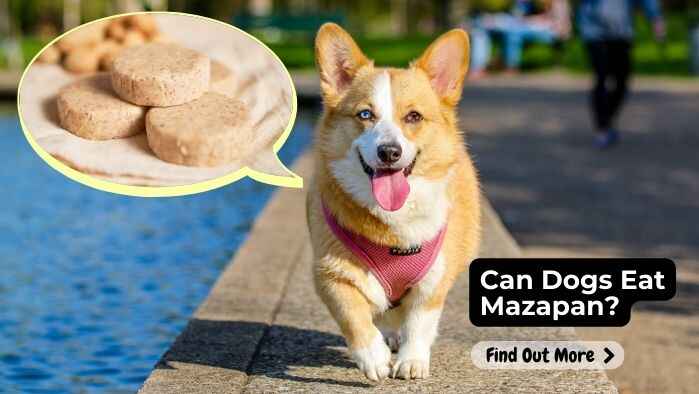 Can Dogs Eat Mazapan