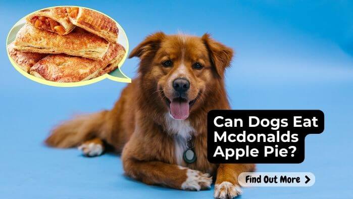 Can Dogs Eat Mcdonalds Apple Pie