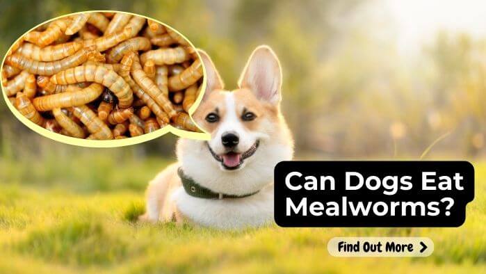 Can Dogs Eat Mealworms