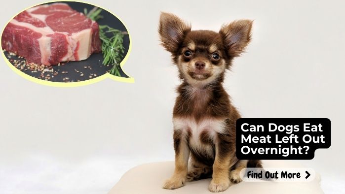 Can Dogs Eat Meat Left Out Overnight?