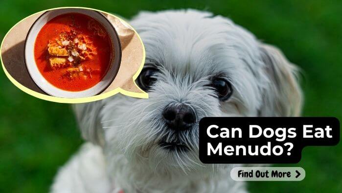 Can Dogs Eat Menudo