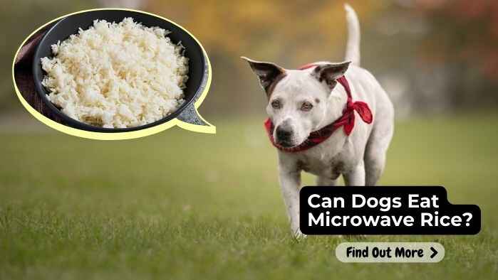 Can Dogs Eat Microwave Rice