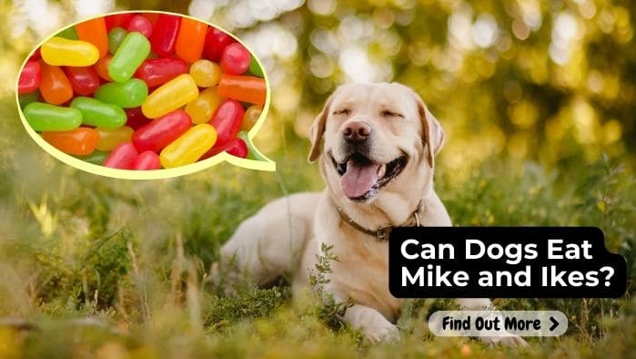 Can Dogs Eat Mike and Ikes