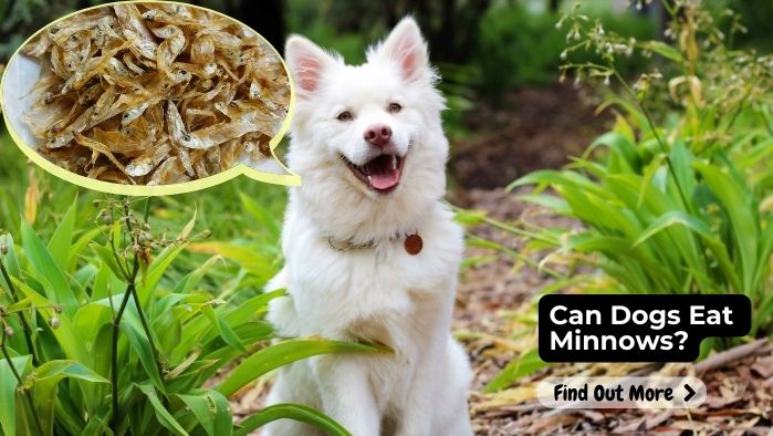 Can Dogs Eat Minnows?