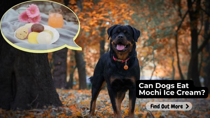 Can Dogs Eat Mochi Ice Cream