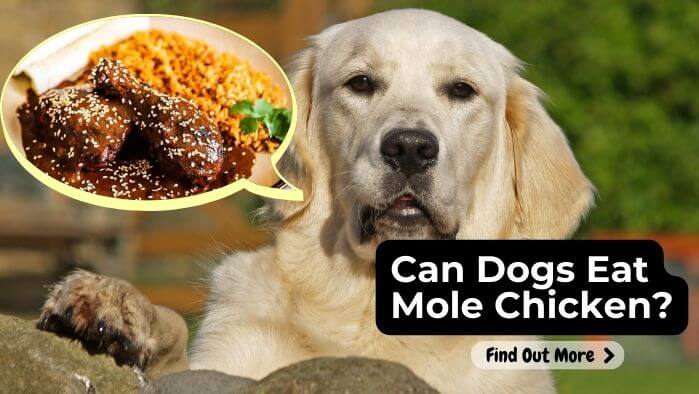 Can Dogs Eat Mole Chicken