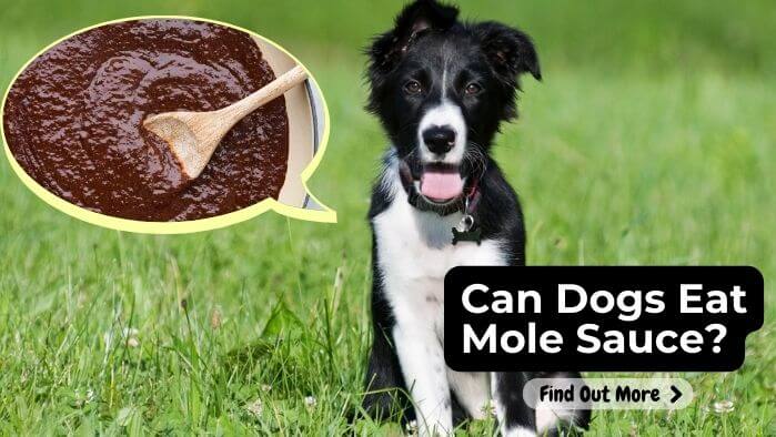 Can Dogs Eat Mole Sauce