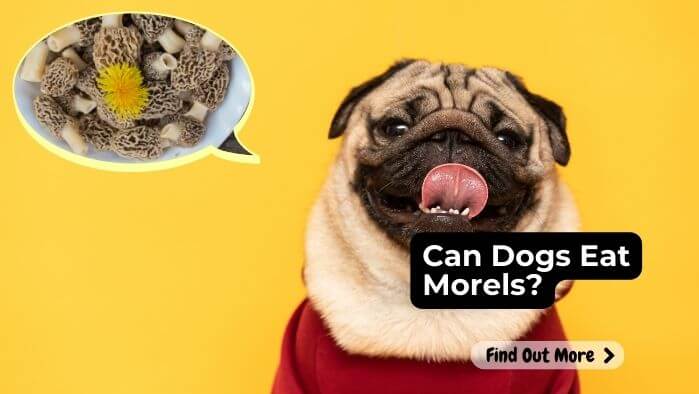 Can Dogs Eat Morels