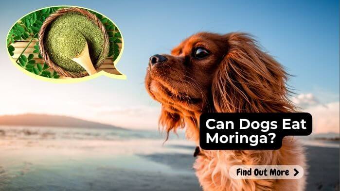 Can Dogs Eat Moringa