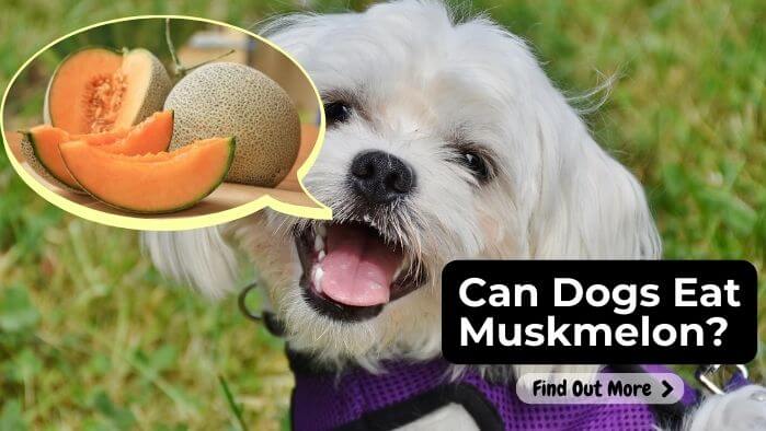 Can Dogs Eat Muskmelon