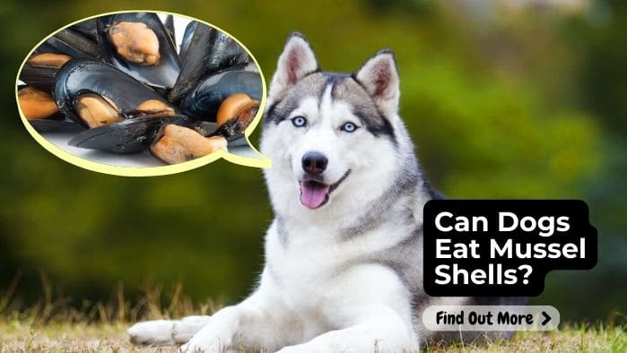 Can Dogs Eat Mussel Shells