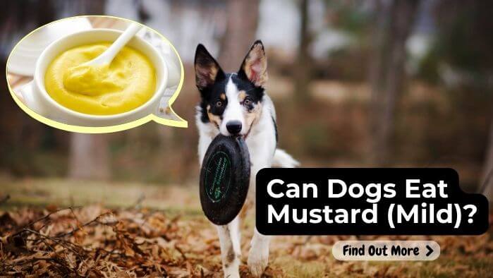 Can Dogs Eat Mustard (Mild)