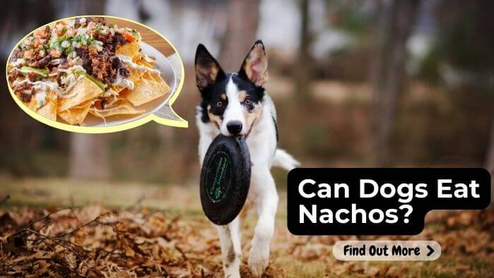 Can Dogs Eat Nachos