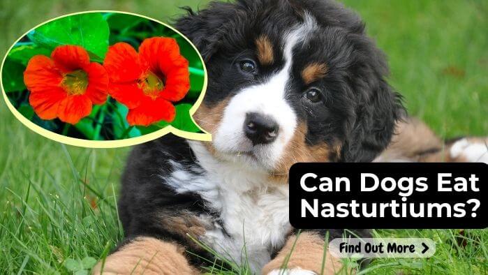 Can Dogs Eat Nasturtiums