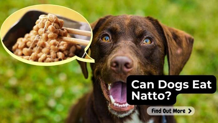 Can Dogs Eat Natto