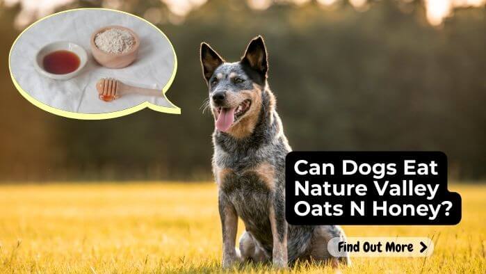 Can Dogs Eat Nature Valley Oats N Honey