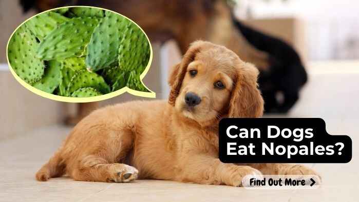 Can Dogs Eat Nopales