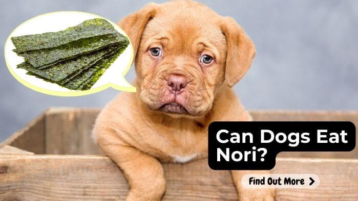 Can Dogs Eat Nori