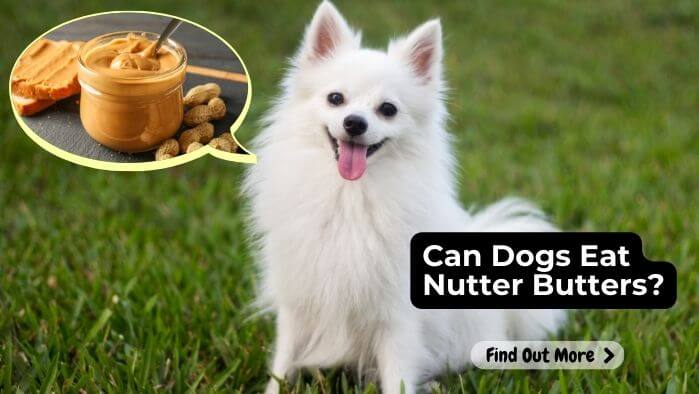 Can Dogs Eat Nutter Butters