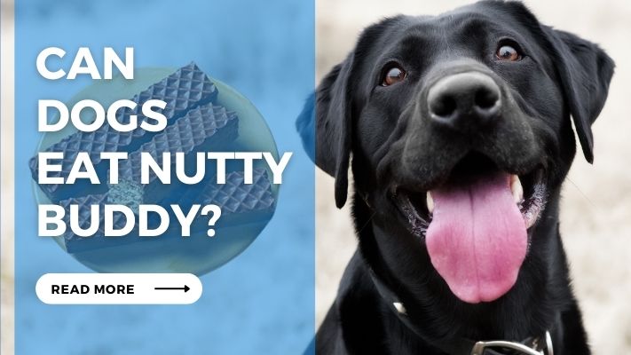 Can-Dogs-Eat-Nutty-Buddy