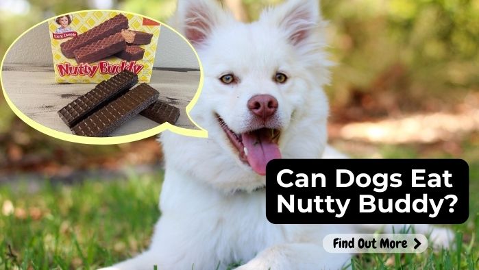 Can Dogs Eat Nutty Buddy