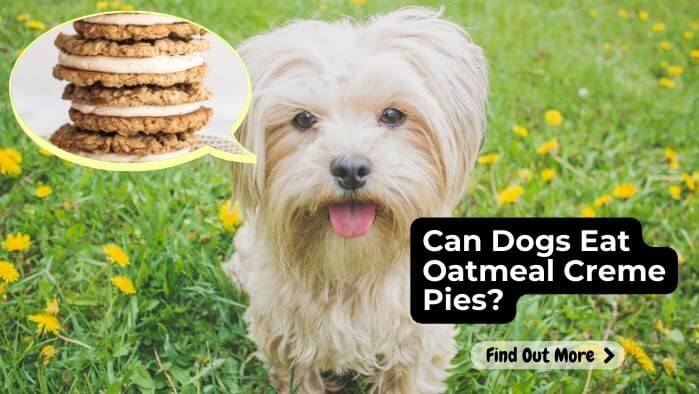 Can Dogs Eat Oatmeal Creme Pies