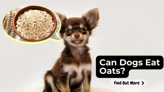 Can Dogs Eat Oats