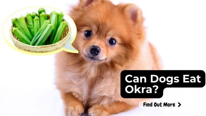 Can Dogs Eat Okra