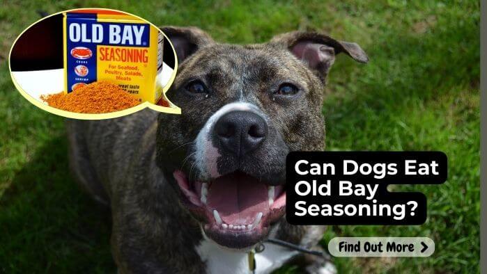 Can Dogs Eat Old Bay Seasoning