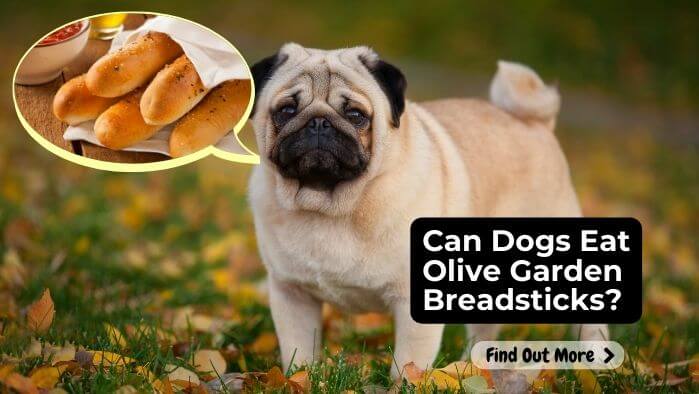 Can Dogs Eat Olive Garden Breadsticks