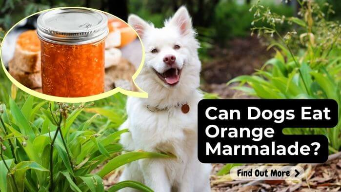 Can Dogs Eat Orange Marmalade