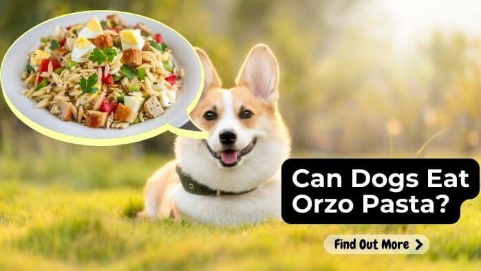 Can Dogs Eat Orzo Pasta