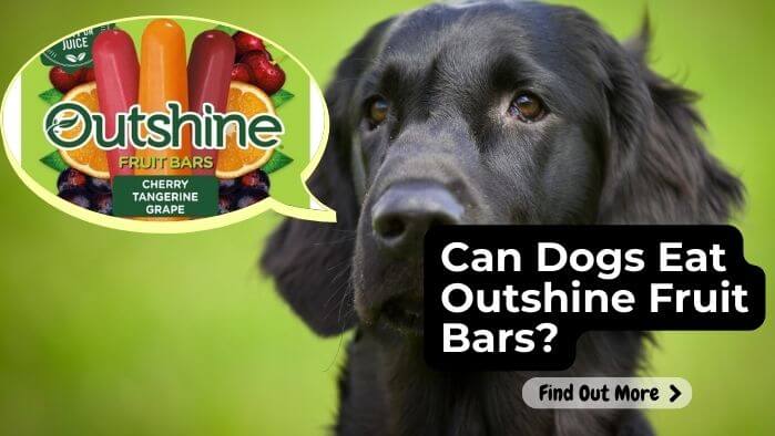 Can Dogs Eat Outshine Fruit Bars