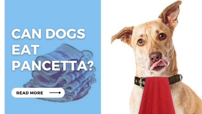 Can Dogs  Eat  Pancetta