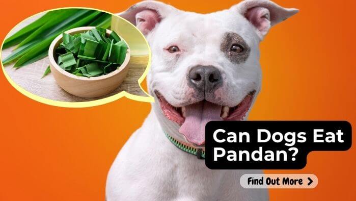 Can Dogs Eat Pandan