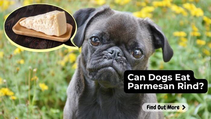 Can Dogs Eat Parmesan Rind