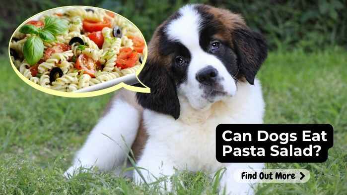 Can Dogs Eat Pasta Salad