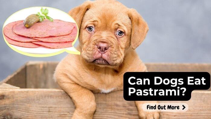 Can Dogs Eat Pastrami