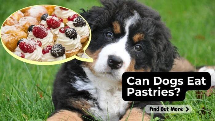 Can Dogs Eat Pastries