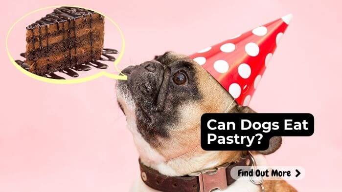 Can Dogs Eat Pastry