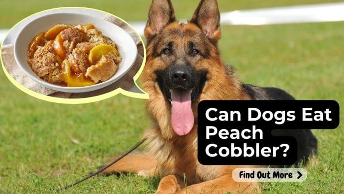 Can Dogs Eat Peach Cobbler