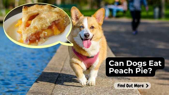 Can Dogs Eat Peach Pie