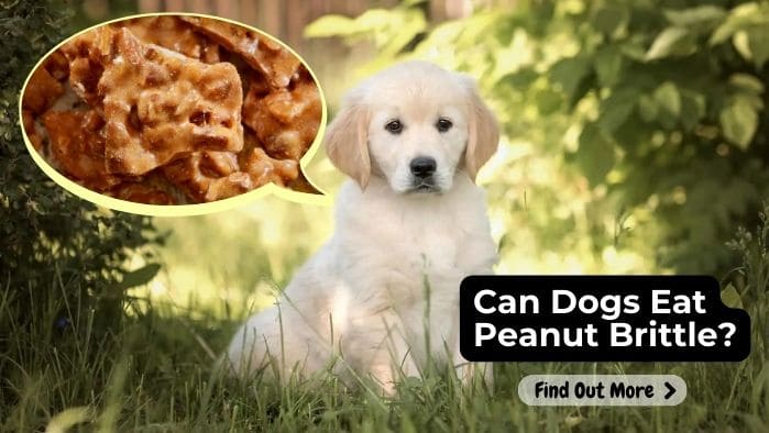 Can Dogs Eat Peanut Brittle