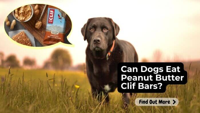 Can Dogs Eat Peanut Butter Clif Bars