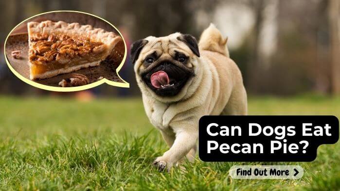 Can Dogs Eat Pecan Pie