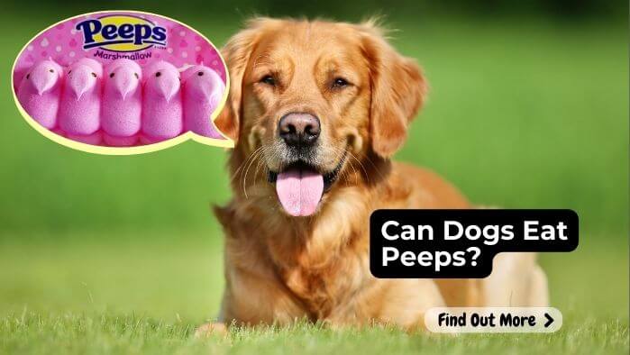 Can Dogs Eat Peeps