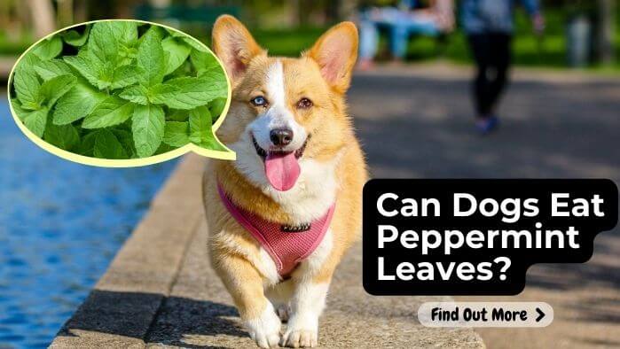 Can Dogs Eat Peppermint Leaves