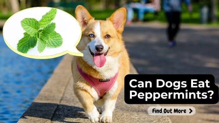 Can Dogs Eat Peppermints